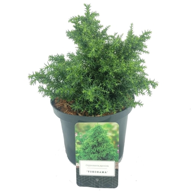 Cryptomeria japonica ‘Yokohama’ – zakrslá guľovitá kryptoméria