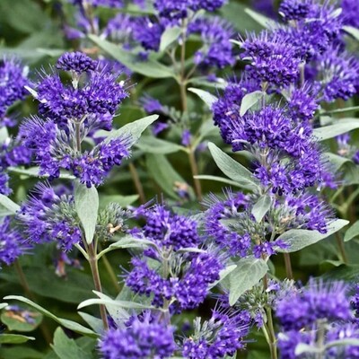 Caryopteris × clandonensis ‘Dark Knight’ – modro kvitnúci ker do záhrady