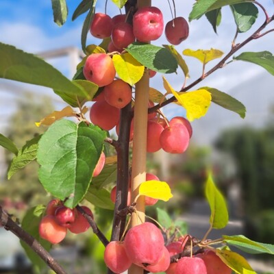 Malus ´Adirondack´ | Stĺpovitá okrasná jabloň | Bohaté jarné kvitnutie | Ozdobné plody | maxgarden.s