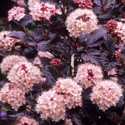 Tavo?a kalinolistá  - Physocarpus opulifolius ´Lady in Red´ Co2,5L