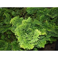 Cypruštek tupolistý - Chamaecyparis obtusa 'Nana Gracilis' - 10/20cm