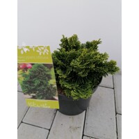 Cypruštek tupolistý - Chamaecyparis obtusa 'Nana Gracilis' - 10/20cm