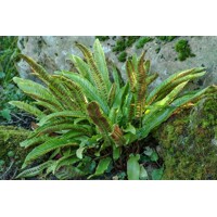 Papra? okrasná - Asplenium scolopendrium