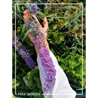 Buddleja davidii 'Pink Delight' - 20/30cm