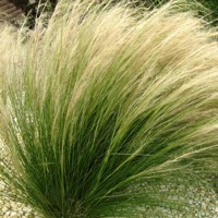 Kavyľ - Stipa tenuissima 'Pony Tails' Co14