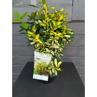 Bršlen japonský 'Luna'  - Euonymus japonicus 'Luna'  Ve?kos?: 20-30 ,  K2,5