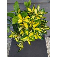 Bršlen japonský 'Luna'  - Euonymus japonicus 'Luna'  Ve?kos?: 20-30 ,  K2,5