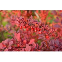  Drá? Thunbergov - Berberis thunbergii ´Atropurpurea ´ - 30/40cm