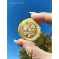 Poncirus trifoliata – Predaj, mrazuvzdorný citrónovník, jedlý, voňavé kvety