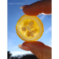 Poncirus trifoliata – Predaj, mrazuvzdorný citrónovník, jedlý, voňavé kvety