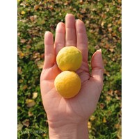 Poncirus trifoliata – Predaj, mrazuvzdorný citrónovník, jedlý, voňavé kvety