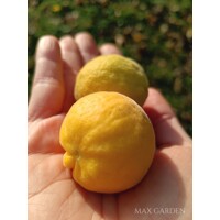 Poncirus trifoliata – Predaj, mrazuvzdorný citrónovník, jedlý, voňavé kvety