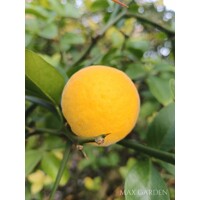 Poncirus trifoliata – Predaj, mrazuvzdorný citrónovník, jedlý, voňavé kvety