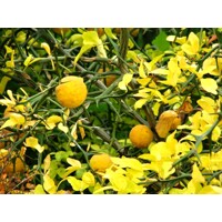 Poncirus trifoliata – Predaj, mrazuvzdorný citrónovník, jedlý, voňavé kvety