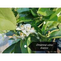 Poncirus trifoliata – Predaj, mrazuvzdorný citrónovník, jedlý, voňavé kvety