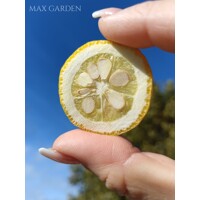 Poncirus trifoliata – Predaj, mrazuvzdorný citrónovník, jedlý, voňavé kvety