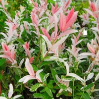 V?ba japonská - Salix integra ´Hakuro Nishiki´ KM120