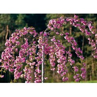 ?ereš?a pilovitá - Prunus serrulata  'Kiku-shidare-sakura' KM180