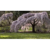?ereš?a pilovitá - Prunus serrulata  'Kiku-shidare-sakura' KM180