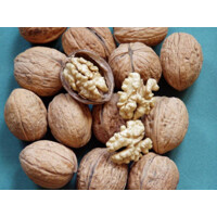 Juglans regia ´Alsószentiványi´ – orech vlašský | Veľkoplodá odroda s bohatou úrodou