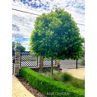 Platan javorolistý - Platanus x acerifolia ´Alphen's Globe´ - na 220cm kmeni