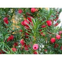 Tis obyčajný - Taxus baccata ´Fastigiata Robusta´ 100/125