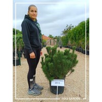 Borovica horská (kosodrevina)  - Pinus mugo varegiata mughus  - 45+cm