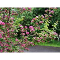 Hloh krivokališný - Crataegus laevigata 'Paul's Scarlet'  Co12L - KM120