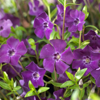 Zimozeleň menšia - Vinca minor  'Atropurpurea'  V9