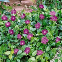 Zimozeleň menšia - Vinca minor  'Atropurpurea'  V9