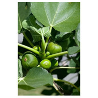 Figovník - Ficus carica ´Mary Lane´ (bezsemenné) 35/45 Co2L