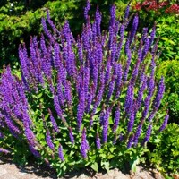 Salvia nemorosa Ostfriesland