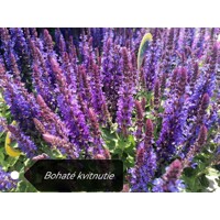 Salvia nemorosa Ostfriesland