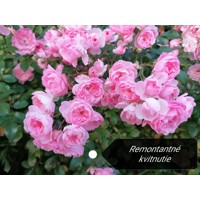 Ruža pôdopokryvná ´The Fairy´ - ružová V8
