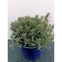 Levanduľa úzkolistá  -  Lavandula angustifolia 'Hidcote Blue'  P14  25/30