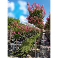 Myrta krepová tmavo ružová - Lagerstroemia indica ´Rosea Grassi ´  Co10L  160/180