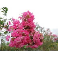 Myrta krepová tmavo ružová - Lagerstroemia indica ´Rosea Grassi ´  Co10L  160/180