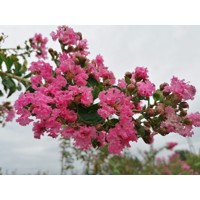 Myrta krepová tmavo ružová - Lagerstroemia indica ´Rosea Grassi ´  Co10L  160/180