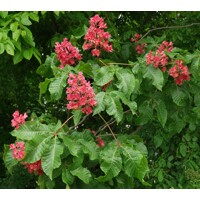 Aesculus carnea ´Briotii´  - Pagaštan ple?ový - na vysokokmeni, 8/10