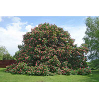 Aesculus carnea ´Briotii´  - Pagaštan ple?ový - na vysokokmeni, 8/10