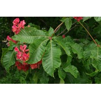Aesculus carnea ´Briotii´  - Pagaštan ple?ový - na vysokokmeni, 8/10