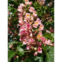 Aesculus carnea ´Briotii´  - Pagaštan ple?ový - na vysokokmeni, 8/10