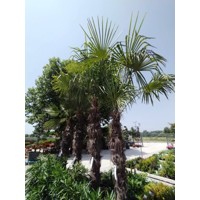 Palma konoponá - Chamaerops Excelsa - Trachycarpus fortunei i km 180/200 - výška s kvetináčom 360cm