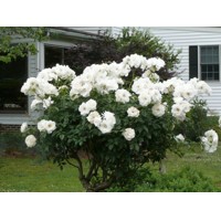 Ruža záhonová - Rosa floribunda ´Korbin´ - veľkokvetá biela Co3L 40