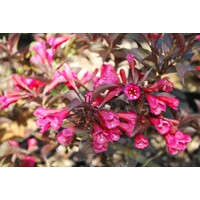 Weigela florida ´Alexandra´