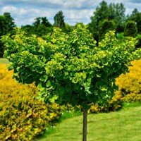 Ginko dvojlalo?né - Ginkgo biloba ´Mariken´ - na 90cm kmeni