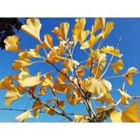 Ginko dvojlalo?né - Ginkgo biloba ´Mariken´ - na 90cm kmeni