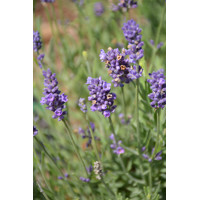 Levanduľa úzkolistá  - Lavandula angustifolia 'Ellagance Purple'