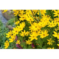 Coreopsis verticillata 'Zagreb'