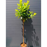 Vavrínovec lekársky - Prunus laurocerasus ´Ani´- na 90cm kmeni